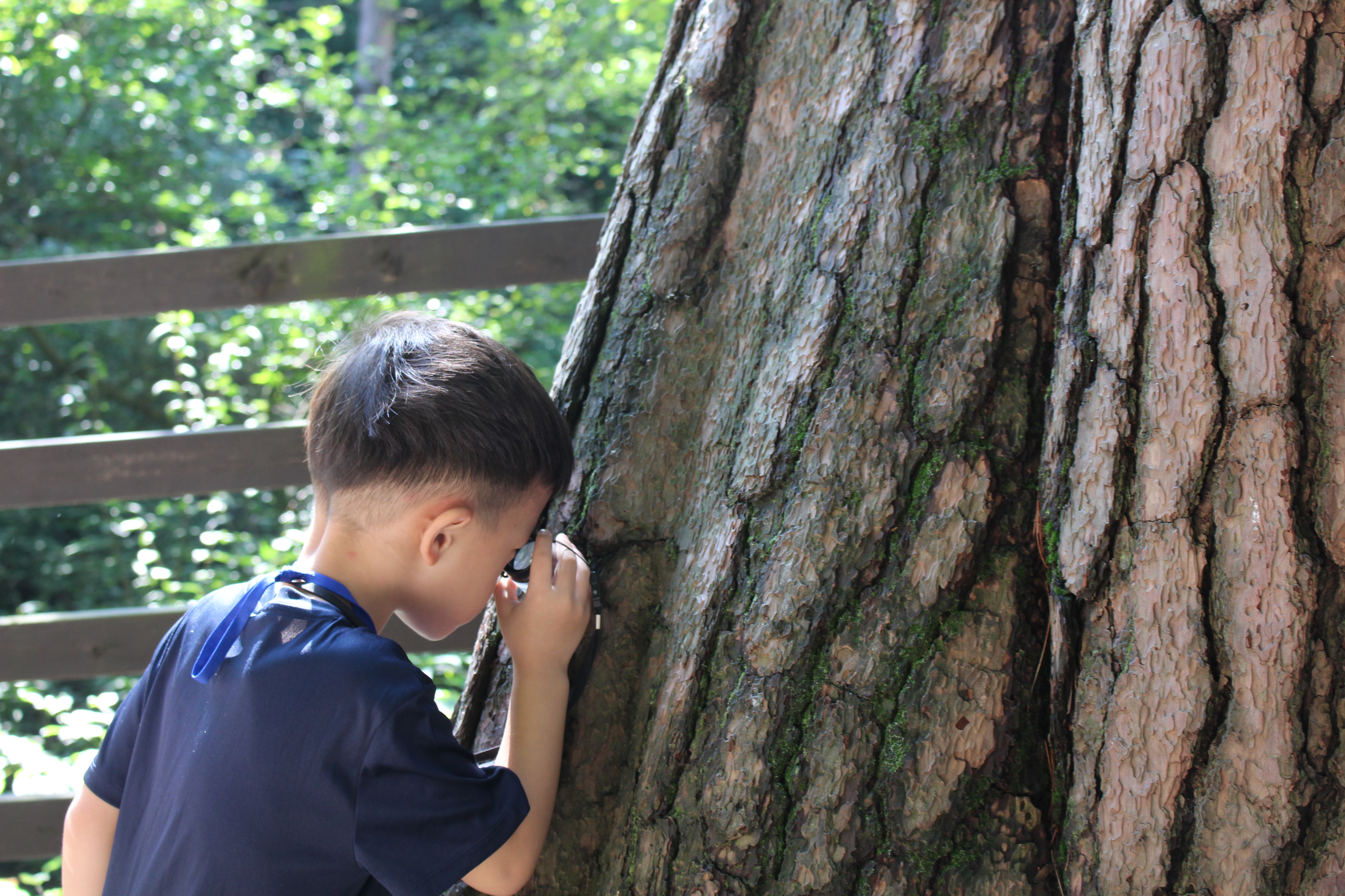 루뻬로 나무 속을 관찰하는 어린이