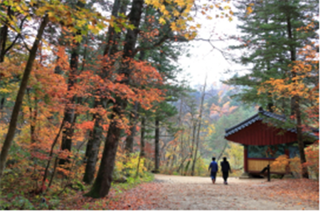  Needle Fir Forest Path ~  Seonjae Path