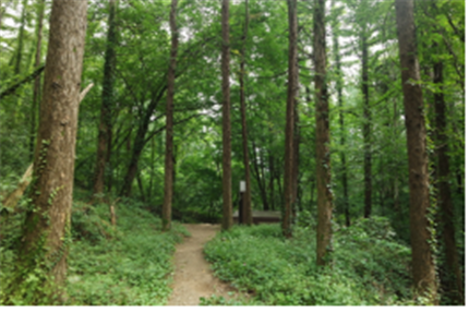  Eouigok Forest Path
