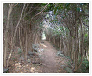 Dadohea- Goemundo forest lane of camellia and the light house
