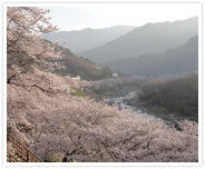 Jirisan – Ssanggeosa cherry blossoms lane