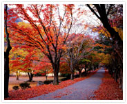 Nejangsan – Fall foliage tunnel