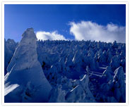 한라산-한라산의 구상나무 설경 사진