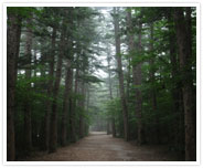 변산반도-전나무숲길 사진