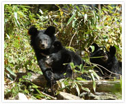 지리산-곰이있는 풍경 사진