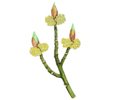 털조장나무<i> Lindera sericea</i>