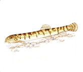 부안종개 <i>Iksookimia pumila</i> (멸종위기 야생생물 II급)