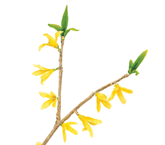 산개나리 <i>Forsythia saxatilis</i> (한국특산식물)