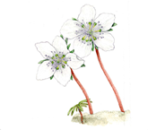변산바람꽃 <i>Eranthis byunsanensis</i> (한국 특산식물)