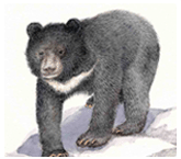 반달가슴곰 <i>Ursus thibetanus ussuricus</i> (멸종위기 야생생물Ⅰ급. 국제적 멸종위기종Ⅰ(CITES). 천연기념물 제329호)