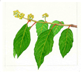 망개나무 <i>Berchemia berchemiaefolia</i> (천연기념물 제207호, 제266호)