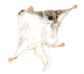 하늘다람쥐 <i>Pteromys volans</i> (멸종위기 야생생물Ⅱ급. 천연기념물 제328호)