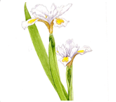 노랑무늬붓꽃 <i> Iris odaesanensis Y.N.Lee</i> (한국특산식물)